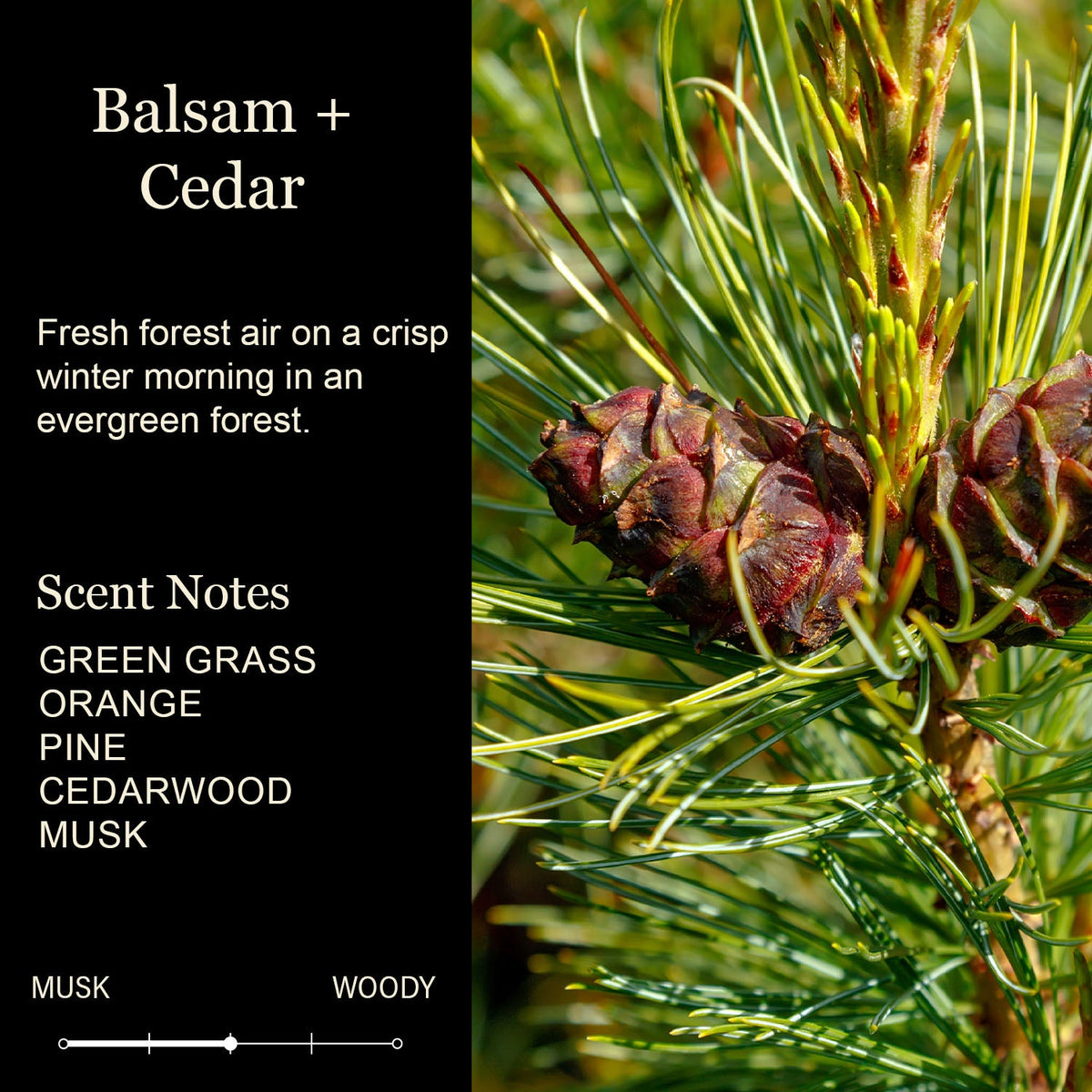 Fraser Fir Christmas Candle – Fresh-Cut Tree Scent
